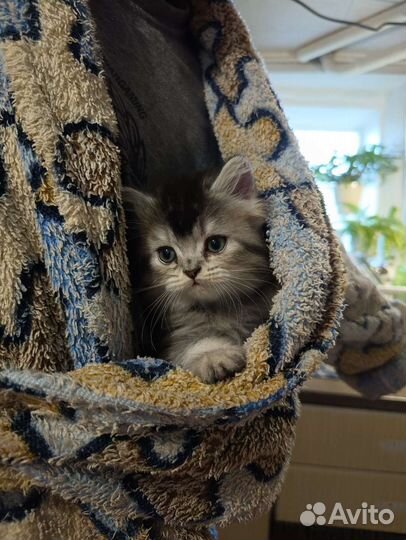 Шотландский котёнок