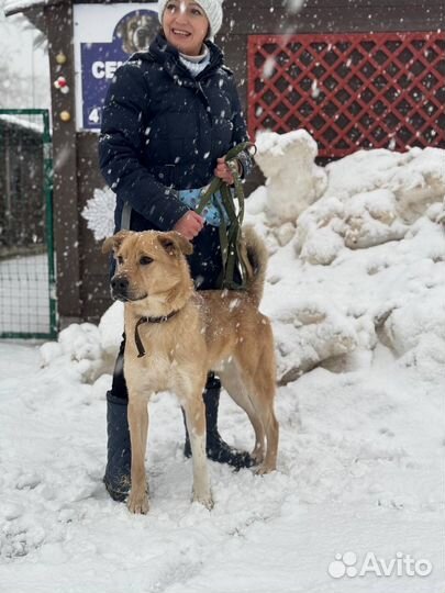 Собака в добрые руки