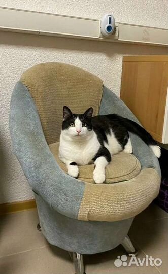 Кот в добрые руки