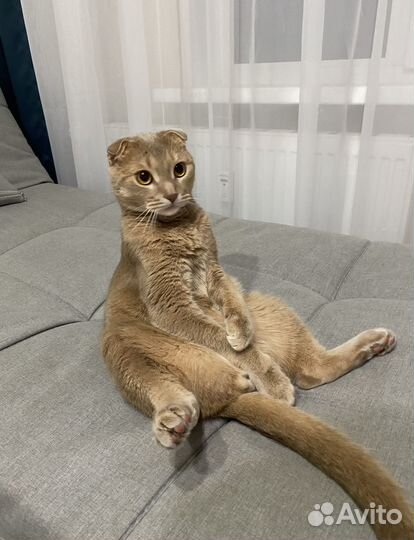 Котик Симба в добрые руки