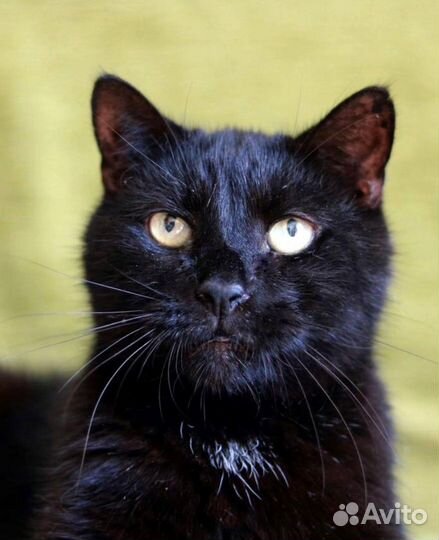 Черный кастрированный кот