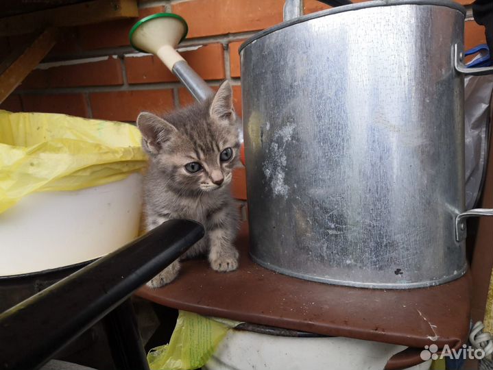 Котята бесплатно добрые руки дар
