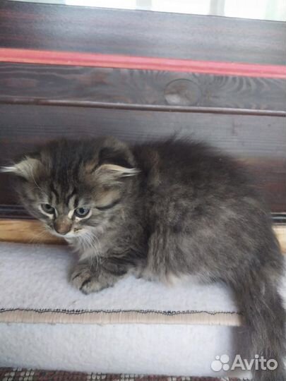 Вислоухие котята