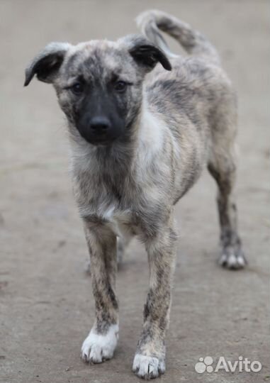 Щенок метис в дар