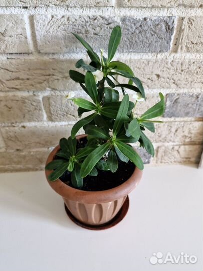 Эуфорбия миля