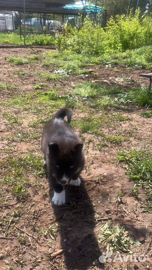 Щенки русско европейской Лайки