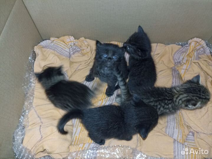 Котята в добрые руки