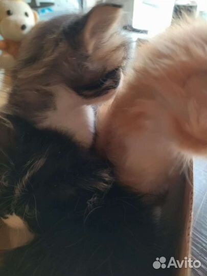 Котята в добрые руки 1 месяц