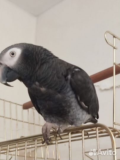 Серый крупный попугай