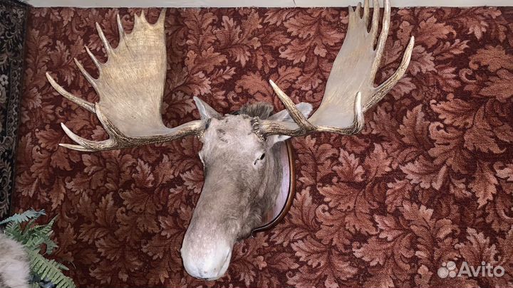 Чучела животных