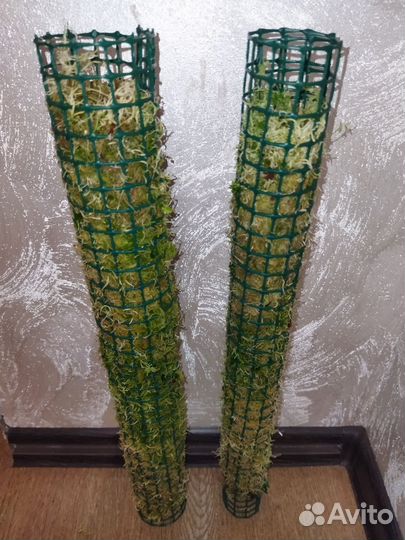 Тотем для растений