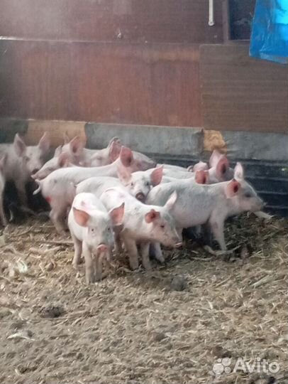 Поросята