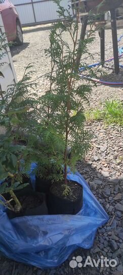 Саженцы туя