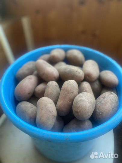 Семенной картофель