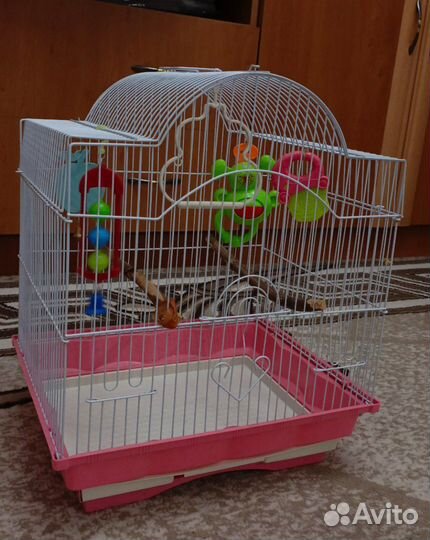 Волнистый попугай