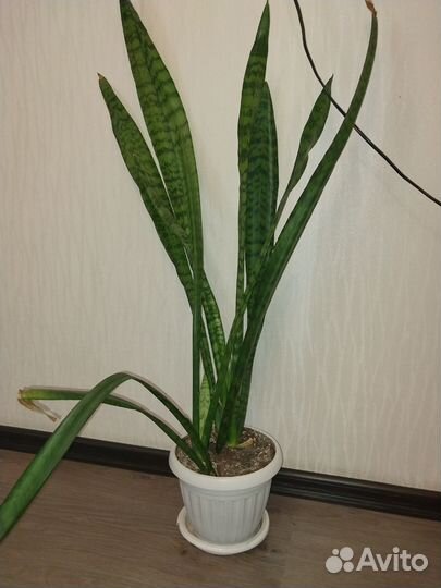 Сансевиерия