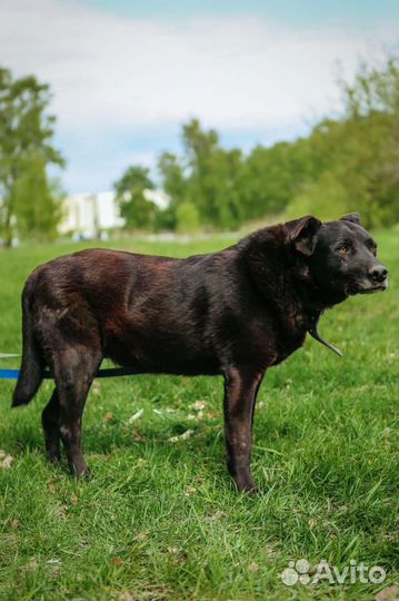 Спокойный и послушный пес бесплатно