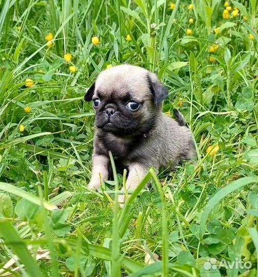 Щенки мопса