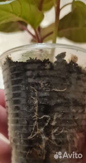 Фуксия Обмен