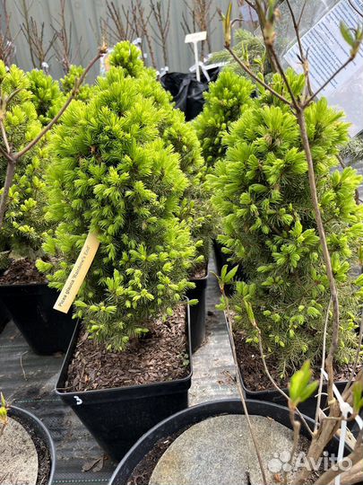 Ель канадская Коника,Дези вайт,Рэйнбоуз Энд