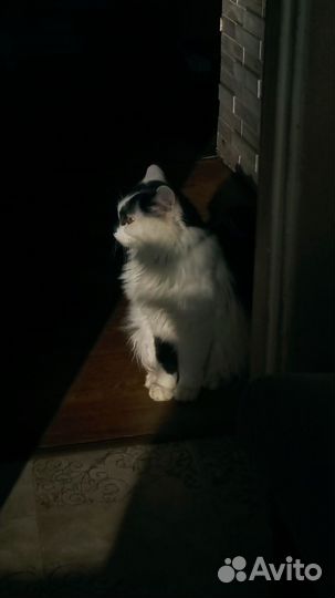 Кот в добрые руки