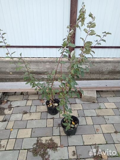 Лох многоцветковый (Гумми)