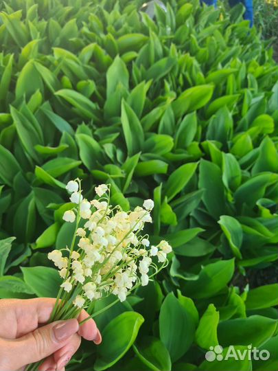 Ландыши цветы с корнем