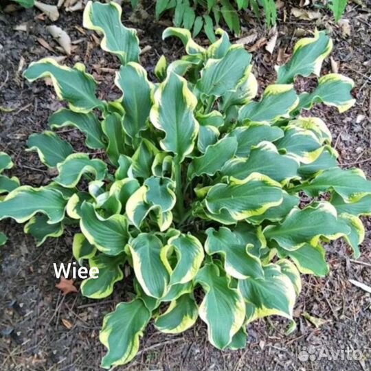 Хосты сортовые