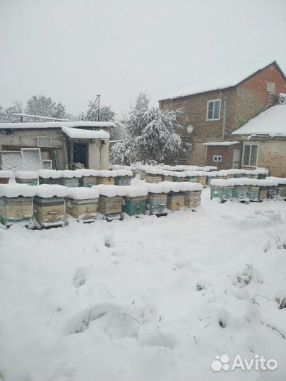 Продаю целебный мёд 2023 года со своей пасеки