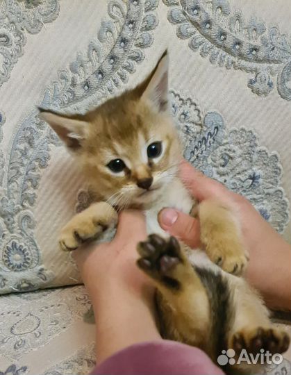 Чаузи ф1 мальчик