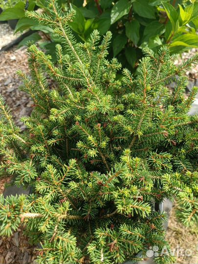 Ель Нидиформис