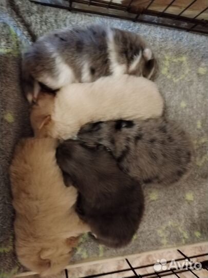 Малый немецкий шпиц