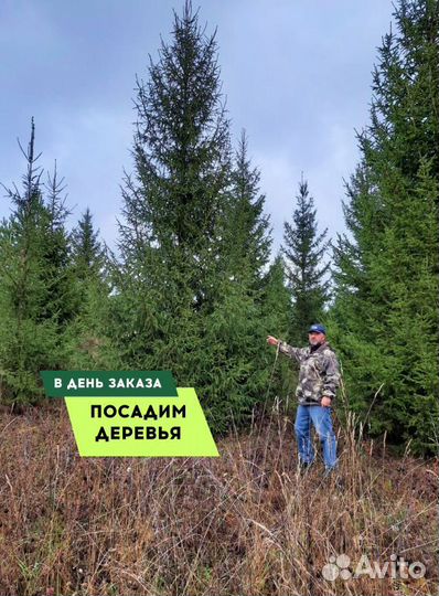 Ель с доставкой