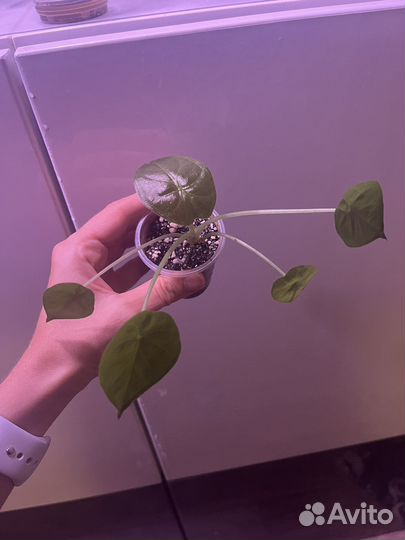 Алоказия Венти