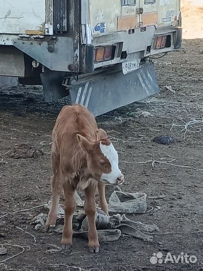 Бычки и телята от 2 месяцев