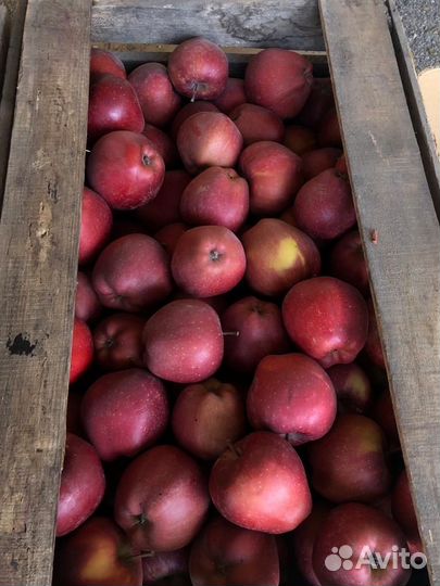 Яблоки джеромини