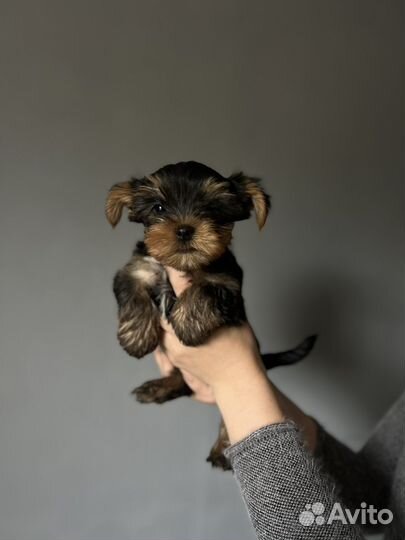 Йоркширский терьер