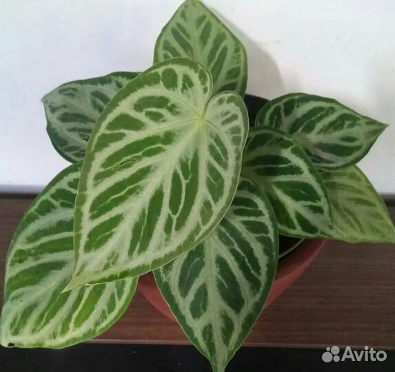 Антуриум сильвер бланш