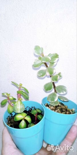 Суккуленты 1