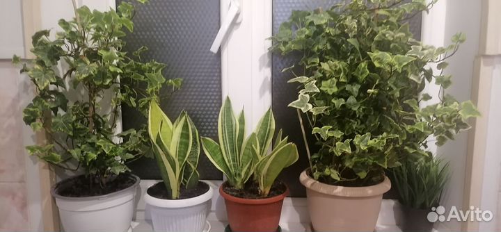 Комнатные цветы хлорофитумом, плющ