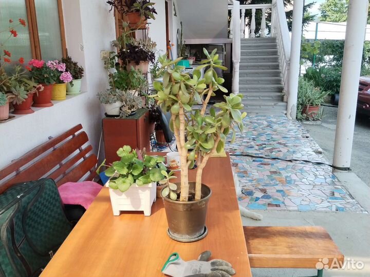 Толстянки, крассула (денежное дерево)