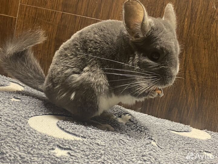 Вязка шиншилла фиолет