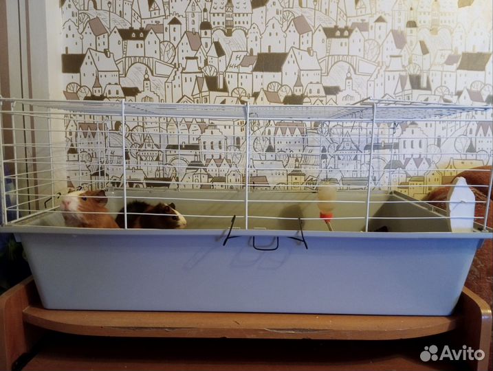 Морские свинки