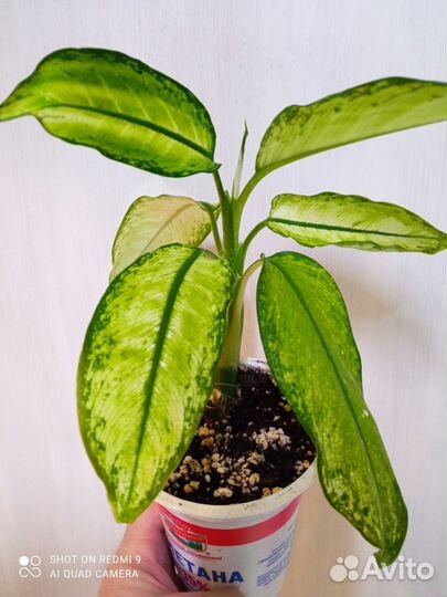 Диффенбахия