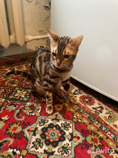 Бенгальская кошка