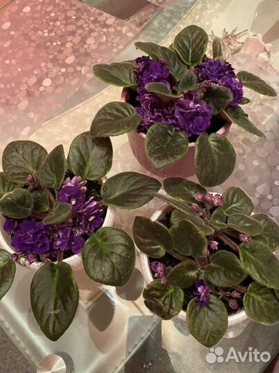 Фиалки цветущие в горшках