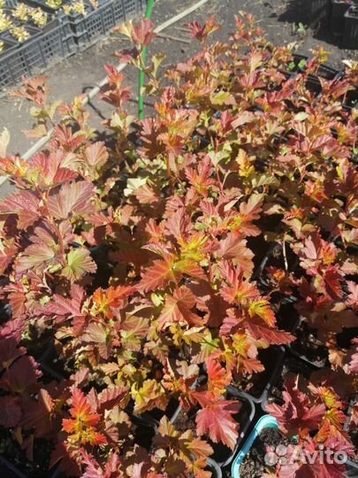 Пузыреплодник Эмбер Джубили