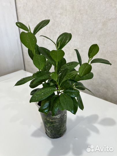 Фикус мокламе