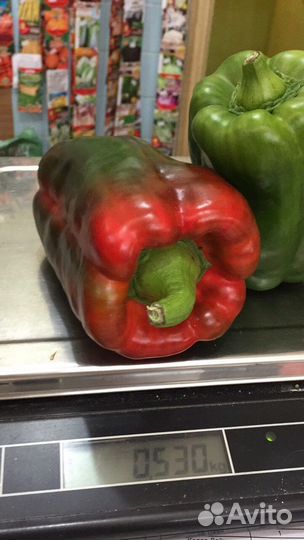 Перцы Клаудио рассада