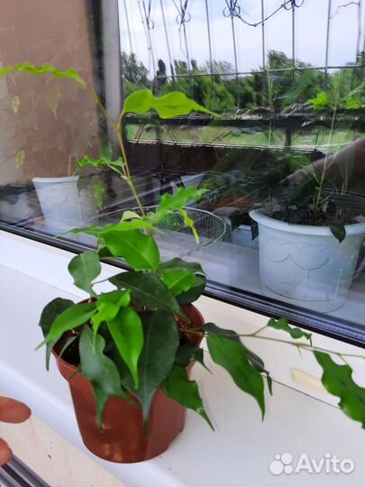 Фикус бенджамина.голден моник